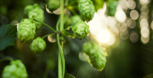 Dolde des Bitburger Siegelhopfens